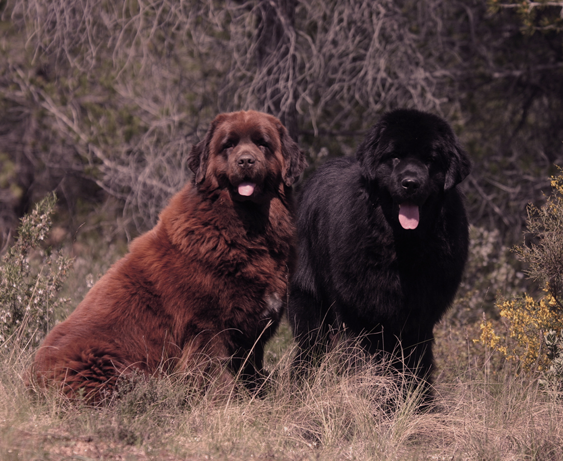 Actualité Tondu Avocat Responsabilité des propriétaires de chiens à l’origine de la chute d’une cavalière