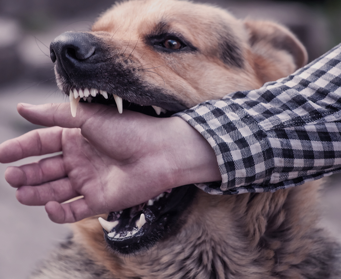 Actualité Tondu Avocat Morsure de chien et responsabilité du fait des animaux